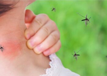 Nuk mjafton aroma e trupit, zbulohet elementi tjetër sesi na identifikojnë mushkonjat për të na thumbuar