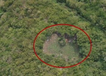 Megaoperacion anti-drogë në Shkodër/ Asgjësohen 1790 bimë kanabis, vijon puna për identifikimin e autorëve