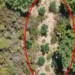 VIDEO / Droni e pikasi teksa kujdesej për bimët narkotike, kapet në flagrancë autori