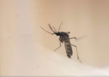 OBSH-ja ngre alarmin: Një tjetët epidemi po përhapet me shpejtësi
