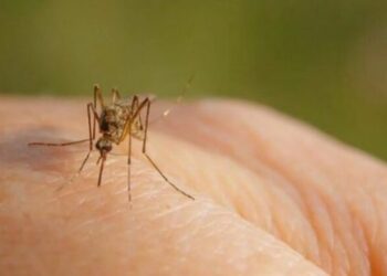 A ka shpërthim të virusit “Ethet e Nilit” në Shqipëri? Epidemiologët: Janë rreth 3 mijë persona të infektuar