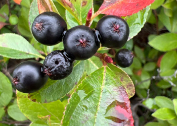 Njihuni me aronia, fruti me veti kurative kultivohet edhe në Shqipëri