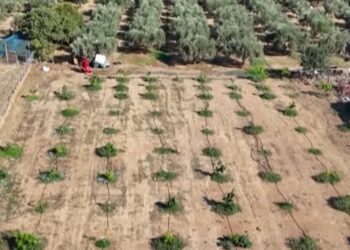 Femerët grekë zëvendësojnë ullinjtë me bimë subtropikale, shkak ndryshimet klimatike