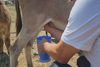 Qumësht gomarice nga fieri, historia e blegtorit që tregton produktin e veçantë