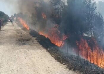 Zjarr masiv në Lushnjë, digjen mbi 40 hektarë të mbjella, ullinj e pemë