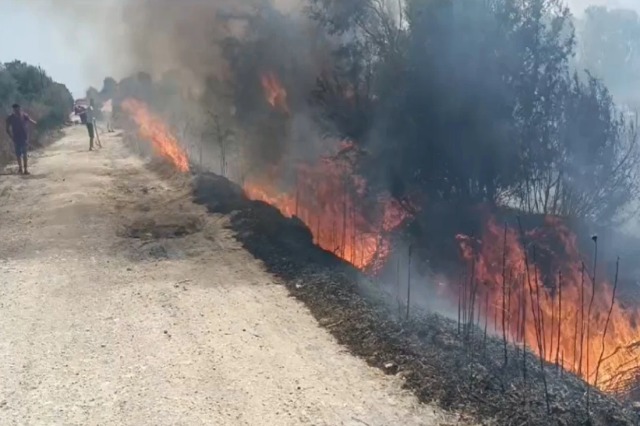 Zjarr masiv në Lushnjë, digjen mbi 40 hektarë të mbjella, ullinj e pemë