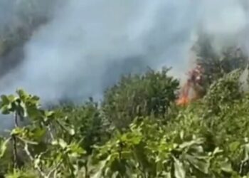 Zjarr në fshatin Drenovicë në Dimal, flakët shkrumbojnë hapësirën me bimësi