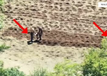 VIDEO / Droni i kap “mat” te toka me kanabis, arrestohen tre persona, dy prej tyre vëllezër