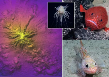 Zbulohen 20 specie të reja në ‘malin’ e fundit të oqeanit Paqësor