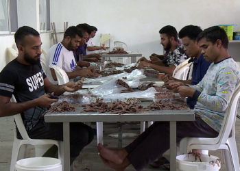 Shqipëria plotëson krahun e punës nga vendet e treta! Kryesojnë Egjipti, Filipinet dhe Banglandeshi