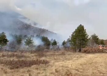 Zjarr në fshatin Osmënzezë në Berat, shkrumbohet një sipërfaqe e mbjellë me pemë ulliri dhe bajame