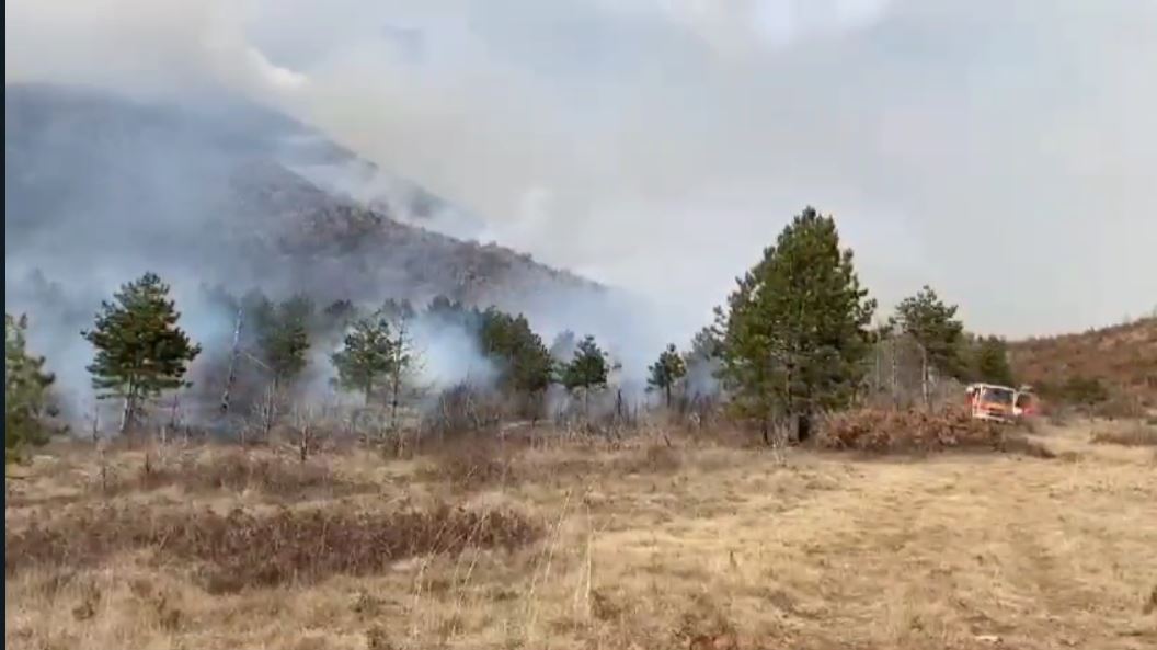 Zjarr në fshatin Osmënzezë në Berat, shkrumbohet një sipërfaqe e mbjellë me pemë ulliri dhe bajame