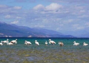 Flamingot rikthehen në Pogradec, Rama ndan pamjet nga liqeni