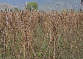 I nxehti dhe mungesa e ujit për vaditje ka ulur me 75% prodhimin e fasules në Devoll