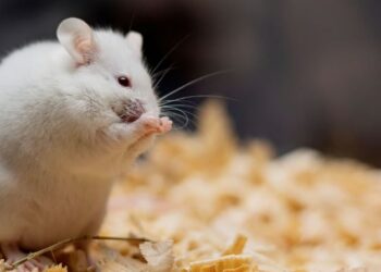 Duket si magji, por është thjesht fizikë: Shkencëtarët i kthejnë minjtë në të tejdukshëm