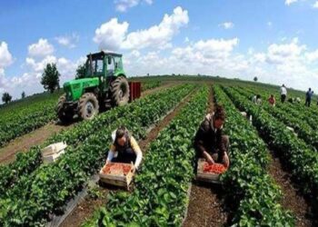 Skema Kombëtare 2024, jepen 2,18 miliardë lekë për 59,621 fermerë