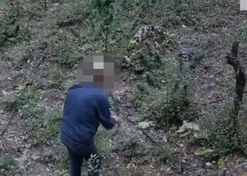 U kap në flagrancë duke prerë bimët narkotike që kishte kultivuar, arrestohet 49-vjeçari në Përmet