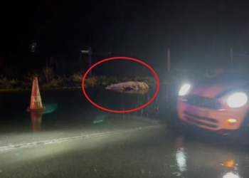 U gjet buzë rrugës nga policia, zbulohet identiteti i viktimës së aksidentit në Pogradec (EMRI)