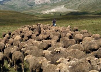Kishte humbur kontaktet prej 3 ditësh, gjendet i pajetë çobani nga Elbasani