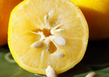 Receta “magjike”! Shëroni dhimbjet e forta të kokës me farat e limonit