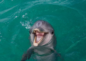 Mënyrë komunikimi me njerëzit dhe njëri-tjetrin/ Marrin fund dyshimet, delfinët buzëqeshin
