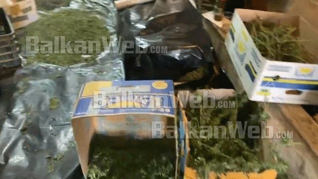 Varej në tavan dhe thahej me freskuese, pamje nga brenda magazinës ku përpunohej kanabisi në Korçë