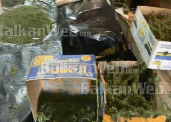 Varej në tavan dhe thahej me freskuese, pamje nga brenda magazinës ku përpunohej kanabisi në Korçë