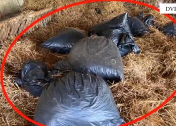 Thasët plot! Sekuestrohen 200 kg kanabis në Lezhë e Mirditë, arrestohen 5 persona