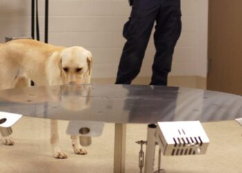 Bletët dhe qentë mund zbulojnë kancerin më shpejt se pajisjet