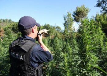 Nuk asgjësuan bimët narkotike, pezullohen nga detyra 6 efektivë policie, zbulohen emrat