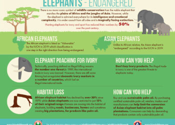 Shkaqet që po rrezikojnë jetesën e elefantëve