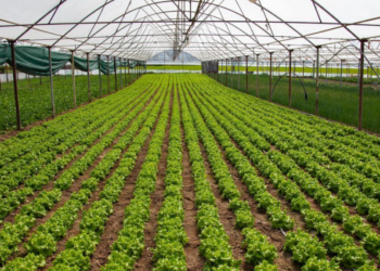 Skema e investimeve në bujqësi, 8 nëntori afati i fundit i aplikimeve