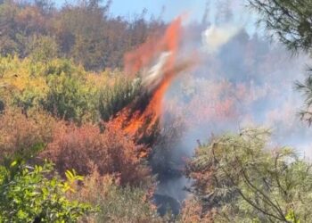 Kolonjë, masivi pyjor përfshihet nga flakët në afërsi të kufirit me Greqinë