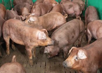 Murtaja afrikane e derrit, vatër e re në Lezhë, zona vendoset në karantinë