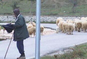 Blegtorët në vështirësi, u mungojnë kullotat dhe subvencionet nga shteti