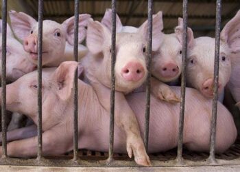 Murtaja Afrikane e Derrave vjen në Shqipëri, ekspertët: Dëmi ekonomik i madh, por nuk prek…