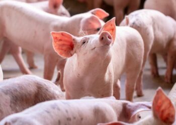 Murtaja afrikane e derrave/ Ministria e Bujqësisë: Nuk ka patur asnjë rast të ri të shfaqjes së sëmundjes!