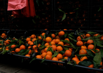 BE ngre alarmin: Tjetër rast me pesticide të rrezikshme në mandarinat nga Shqipëria