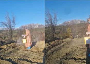 Gripi shpendëve i zgjeron hartën, zbulohet një vatër e re në Tiranë, merren masa për çrrënjosjen e infeksionit