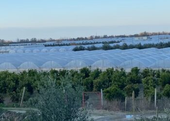 Mandarinat me pesticide nga Shqipëria drejt vendeve të BE-së, reagon AKU