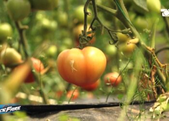 Hormoni kancerogjen i ndaluar në BE dhe Shqipëri, fermerët e përdorin masivisht tek domatet