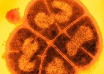 Mund t’i rezistojë rrezatimit vrasës, shkencëtarët zbërthejnë sekretin e bakterit