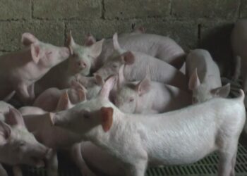 Konfirmohet murtaja afrikane e derrave, “karantinohet” Lezha, Ministria e Bujqësisë: Nuk prek njerëzit, por…