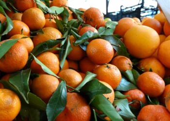 Mandarinat me pesticide, MB: Janë verifikuar mbi 46 subjekte, kallëzim për grumbulluesit