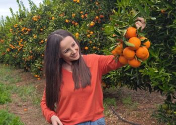 “Vjelim 600 kg mandarina në një ditë pune”, punëtorët në Xarrë: Paguhemi si në Greqi