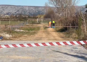 Ishull Lezhë: Groposen 72 krerë derra të prekur nga murtaja afrikane