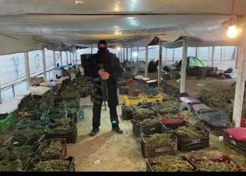 Si u mboll Berati me kanabis? SPAK zbardh dosjen e 17 personave, gratë flinin në sera