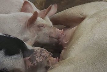 Bruceloza, tuberkulozi e gripi i shpendëve, veterinerët: Do të kryhet vaksinim masiv për disa prej tyre