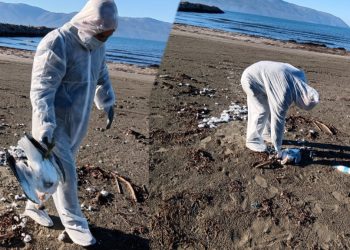 U gjetën të ngordhura në plazhin e Vlorës, konfirmohet gripi i shpendëve