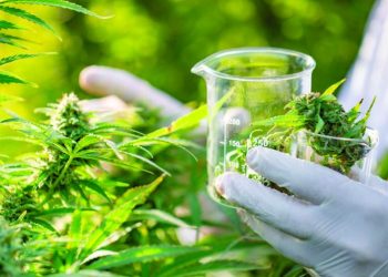 Kultivimi i kanabisit në Shqipëri për qëllime mjekësore , qeveria miraton standardet për parcelat e rritjes